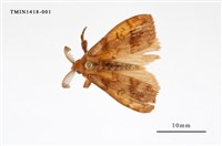 藏品(尖翅蛾科)的圖片